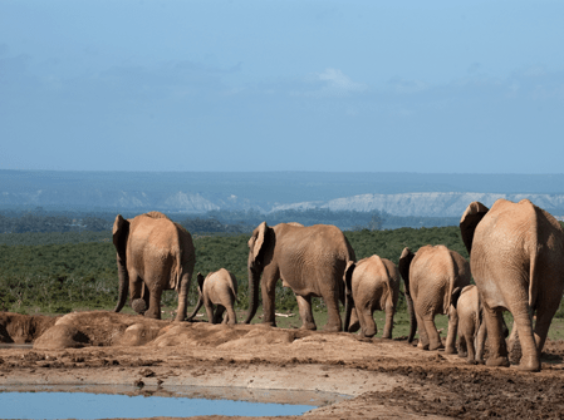 Roadtrip in Zuid-Afrika? Alle ins en outs over de Tuinroute