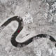 Op wintersport? Maak het jezelf makkelijk met een huurauto