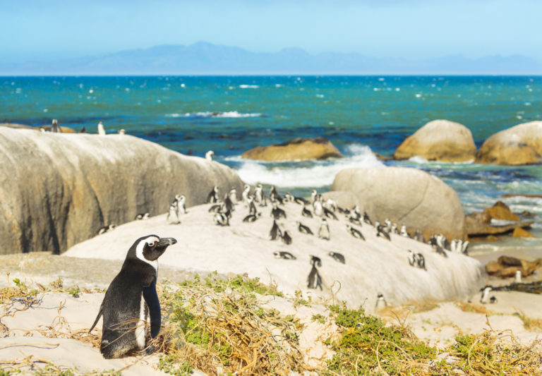 colony-of-african-penguins-on-rocky-beach-in-south-africa