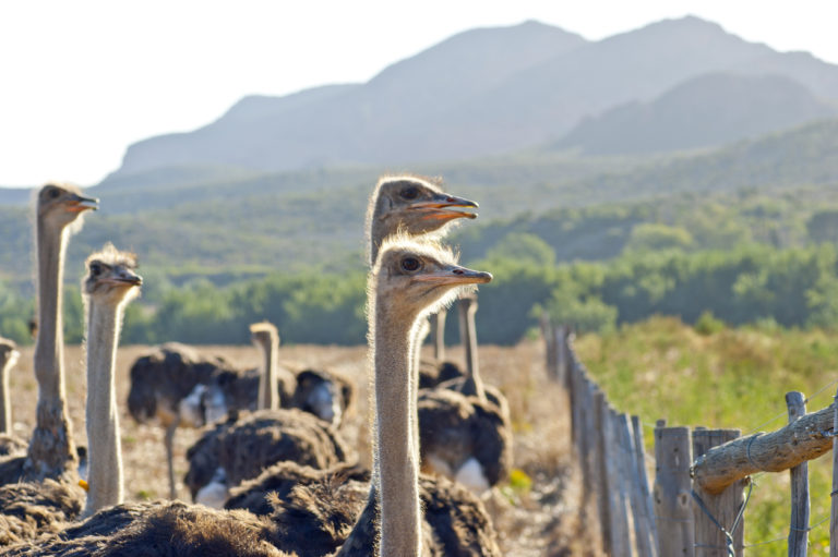 ostrich-farm