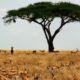 Tips van reisexpert Anjes: Zuid-Afrika