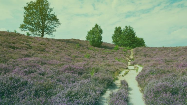 nederlandse-natuur-2