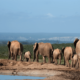 Roadtrip in Zuid-Afrika? Alle ins en outs over de Tuinroute