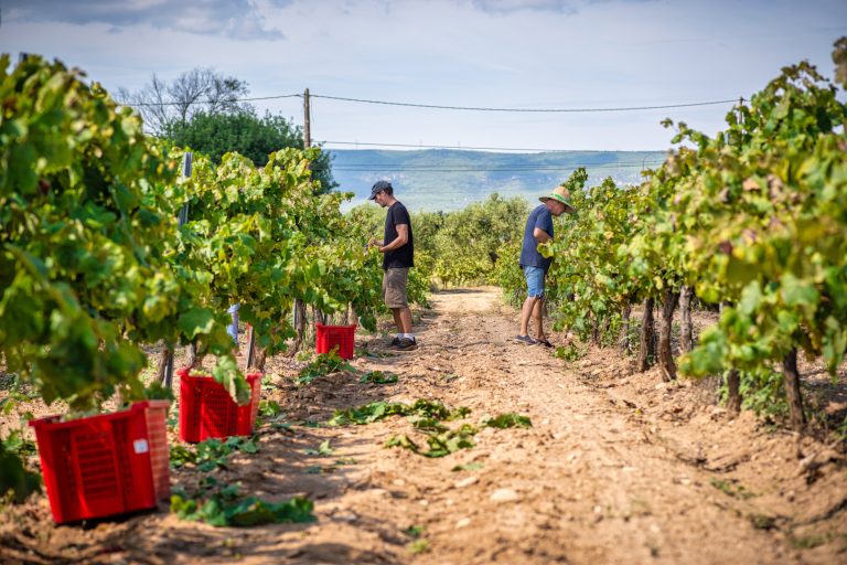 winemakers-picking-ripe-grapes-among-sun-drenched-vine-rows-in-penedes-catalonia-capturing-traditional-wine-harvest-moment