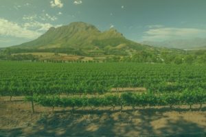 Wijngaard in Stellenbosch