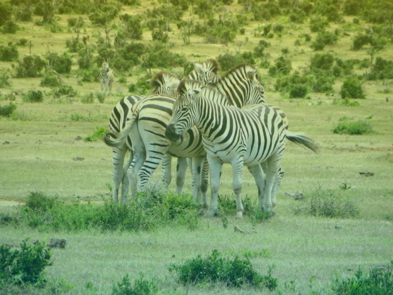 zuid-afrika-zebras-in-savanne