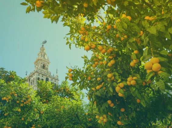 8x de omgeving van Sevilla ontdekken met je huurauto