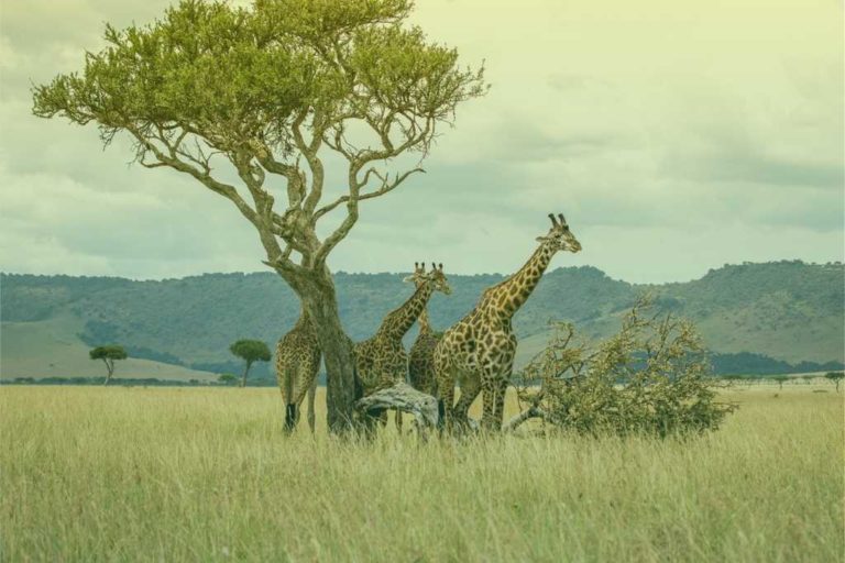 zuid-afrika-giraffe-op-savanne