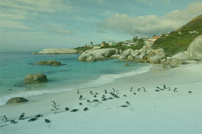 zuid-afrika-pinguins-op-boulders-beach