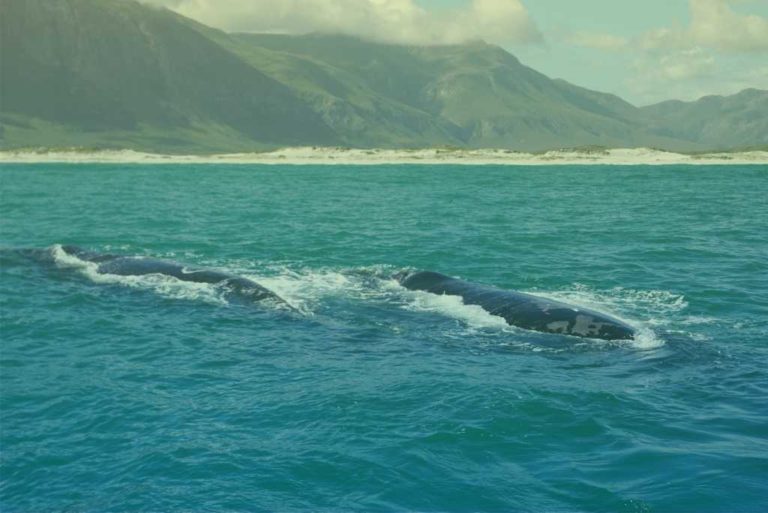 zuid-afrika-walvissen-in-de-oceaan-met-berg-achtergrond-in-kaapstad