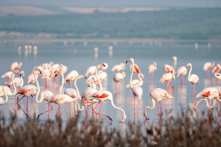 greater-flamingos-phoenicopterus-roseus-feeding-in-fuente-de-piedra-lagoon