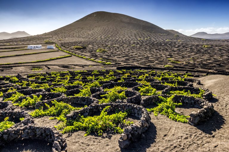 lanzarote-vine-vineyard-la-geria-wall-2