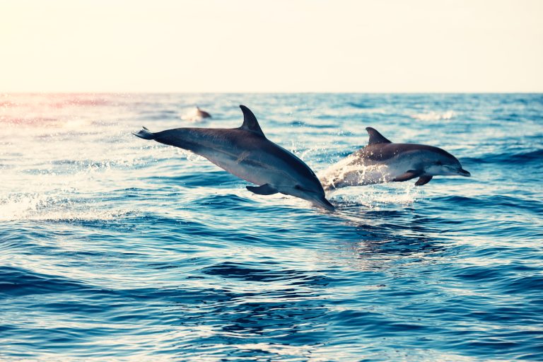 dolphins-jumping-from-the-sea-2