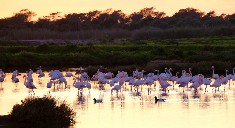 flamingos-in-the-ria-formosa-natural-park