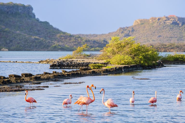 curacao-flamingos-in-salina-sint-marie-lagoon