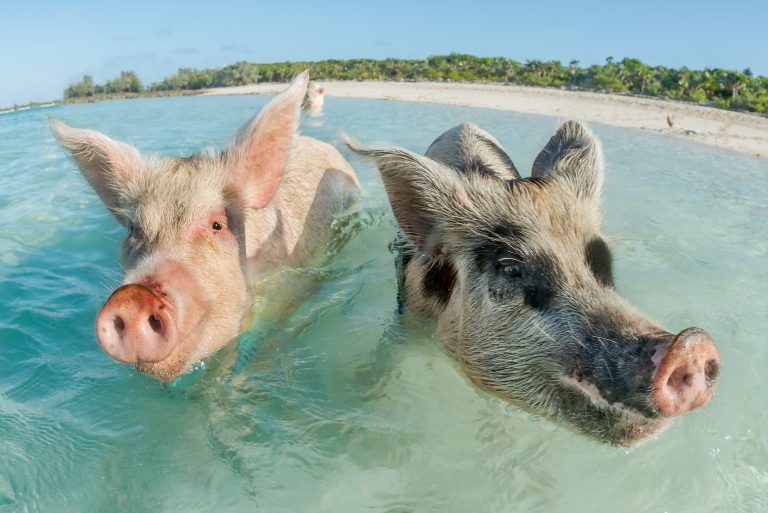 two-pigs-swimming-in-the-bahamas