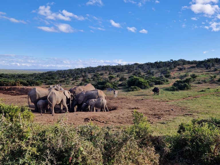 6-een-selfdrive-door-addo-elephant-national-park-is-een-echte-aanrader