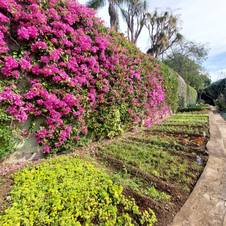 foto-bloemen-in-botanische-tuin-funchal