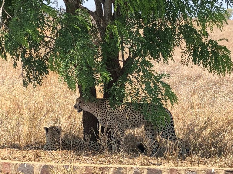 zuid-afrika-cheetas