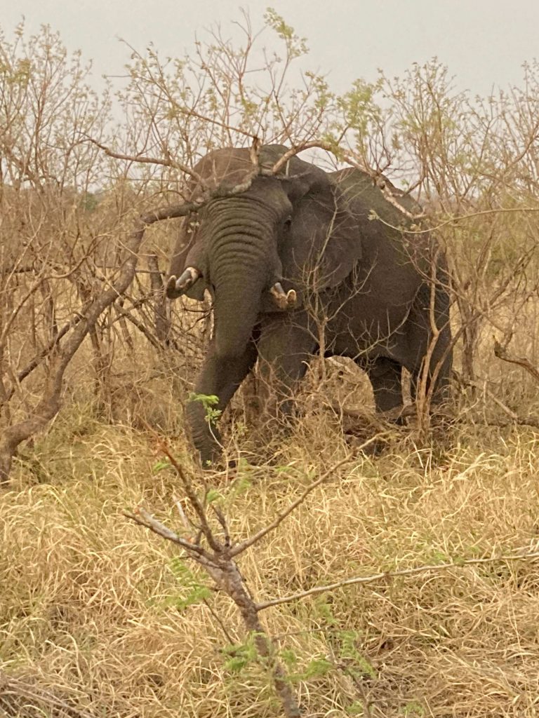 zuid-afrika-olifant